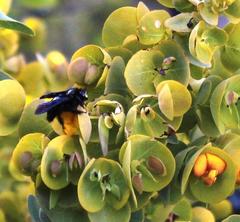 Rafnia amplexicaulis