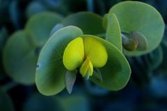 Rafnia amplexicaulis