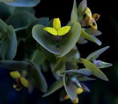 Rafnia amplexicaulis