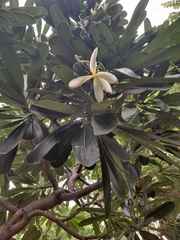 Plumeria obtusa