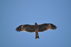 Milvus migrans