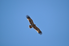 Aquila heliaca
