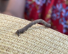 Hypomecis punctinalis