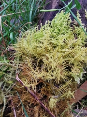 Thuidiopsis