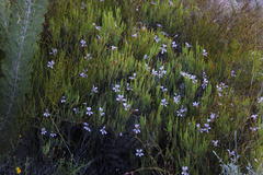 Pelargonium laevigatum oxyphyllum