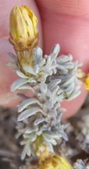 Oedera humilis