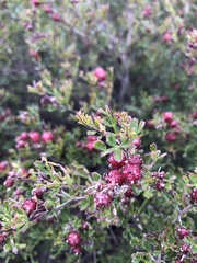 Dodonaea humilis