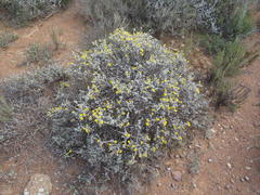 Oedera humilis