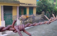 Brachydiplax chalybea