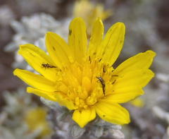 Oedera humilis