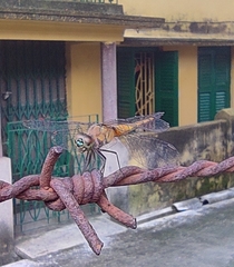 Brachydiplax chalybea