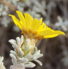 Oedera humilis