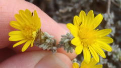 Oedera humilis