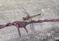 Brachydiplax chalybea