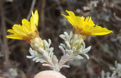 Oedera humilis