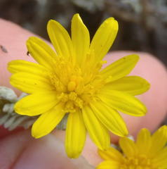 Oedera humilis