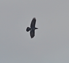 Corvus corax