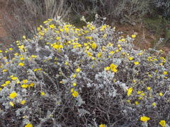 Oedera humilis