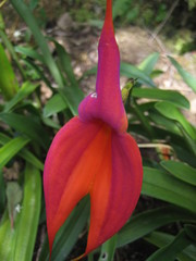 Masdevallia veitchiana
