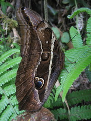 Eryphanis