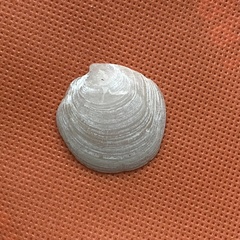 Pegophysema schrammi