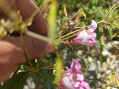 Impatiens sulcata