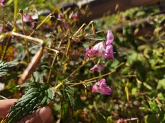 Impatiens sulcata