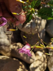 Impatiens sulcata