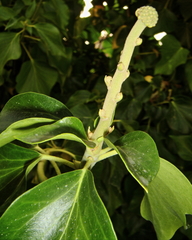 Hedera