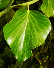 Hedera