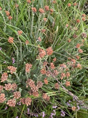 Erica tetralix