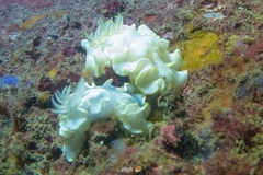 Glossodoris buko