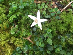 Styracaceae