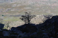 Widdringtonia wallichii