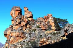 Widdringtonia wallichii