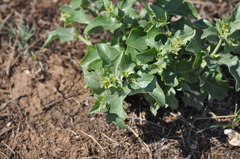 Atriplex