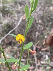 Bossiaea stephensonii