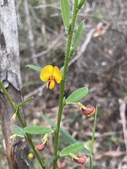 Bossiaea stephensonii