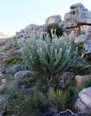 Paranomus tomentosus