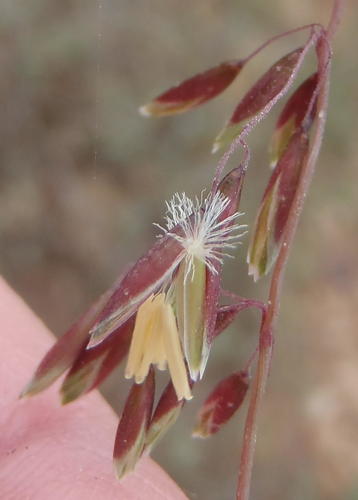 Ehrharta calycina
