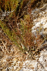 Limonium dregeanum