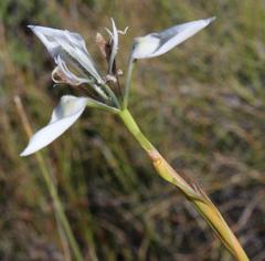 Moraea tricuspidata