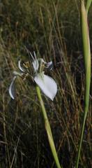 Moraea tricuspidata