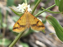 Choristostigma plumbosignalis