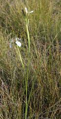 Moraea tricuspidata