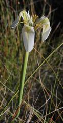 Moraea tricuspidata