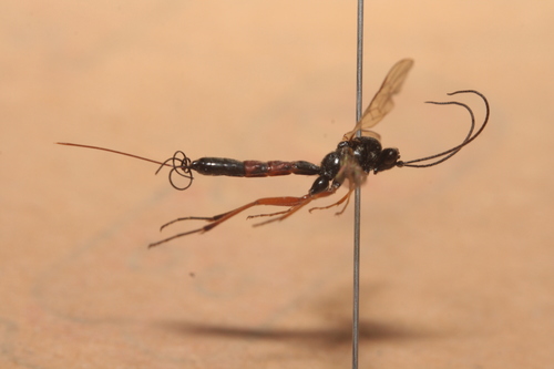 Glypta cylindrator