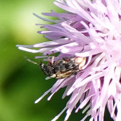 Megabruchidius dorsalis