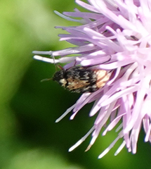 Megabruchidius dorsalis