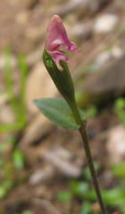 Disperis macowanii